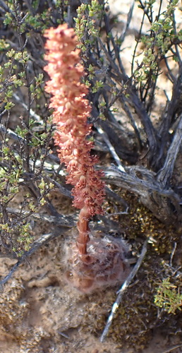 Crassula barbata