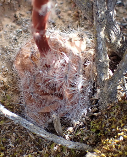Crassula barbata