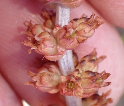 Crassula barbata