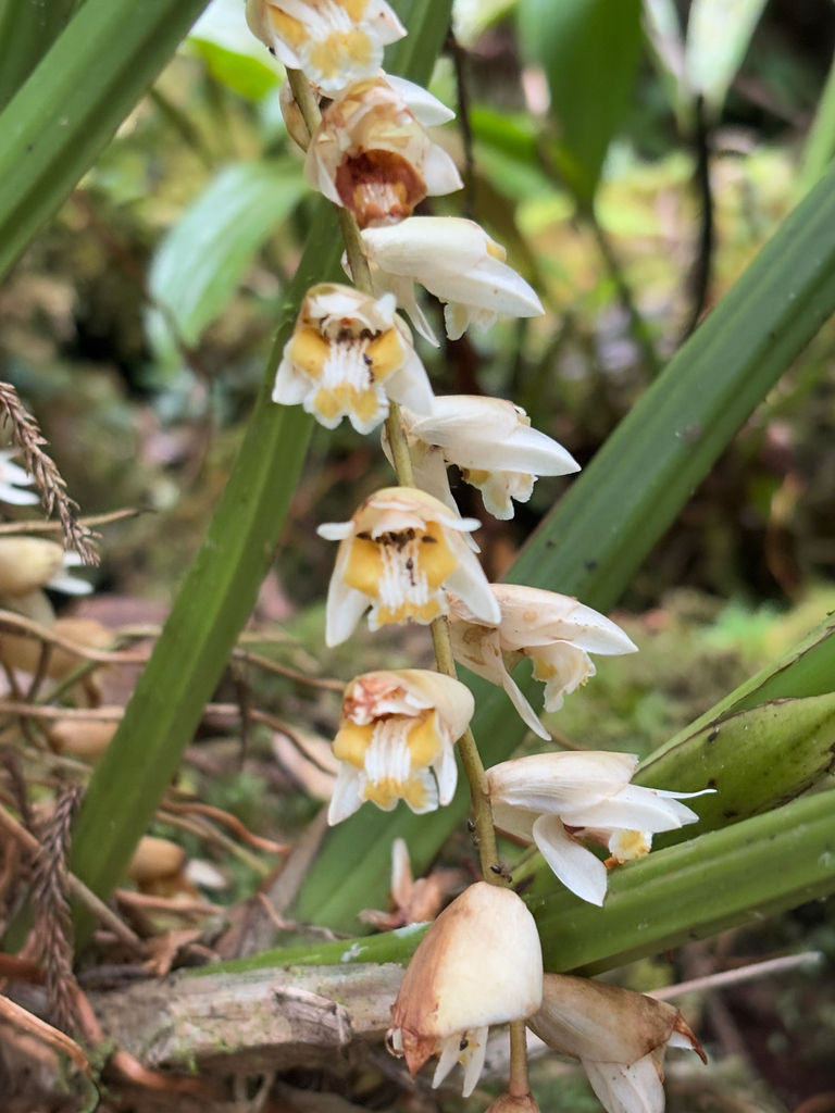 Coelogyne moultonii J.J.Sm. 2