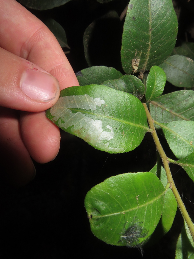 Vihualpenia lithraeophaga