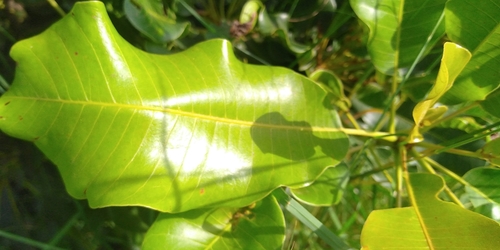 Shea Tree