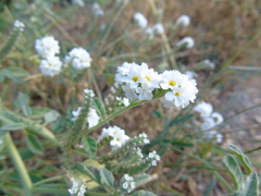 Heliotropium halacsyi