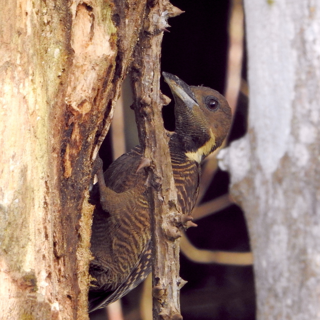 Buff-necked Woodpecker (Meiglyptes tukki)