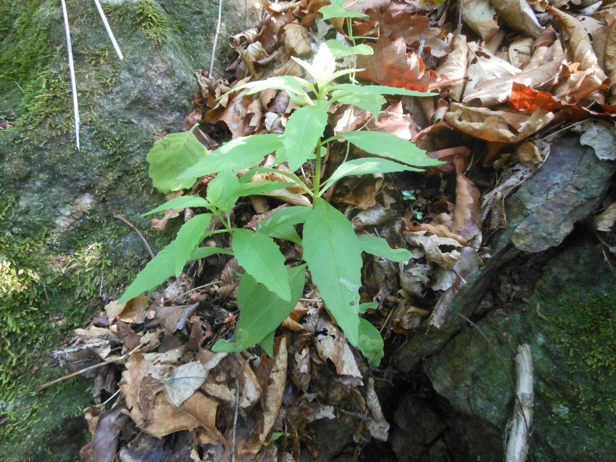Hylotelephium viviparum (Maxim.) H.Ohba