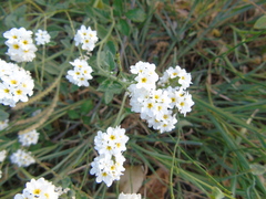 Heliotropium halacsyi