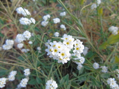 Heliotropium halacsyi