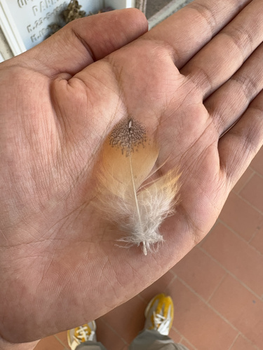 View observation of {o.common_name} on iNaturalist