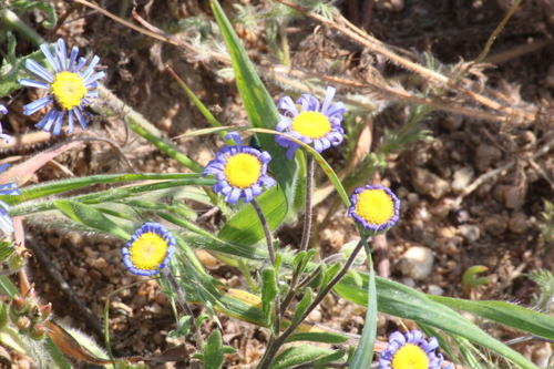 Azure Felicia (Felicia bergeriana)