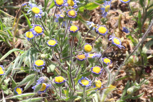 Image of Felicia bergeriana by (c) Noeleen du Toit, some rights reserved (CC BY-SA)