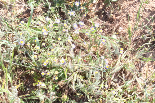 Image of Felicia bergeriana by (c) Noeleen du Toit, some rights reserved (CC BY-SA)