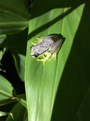 Heterixalus punctatus