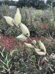 Asclepias syriaca