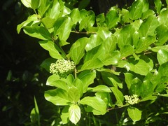 Premna mollissima