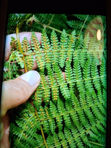 Hypolepis hawaiiensis observed 2025-06-12