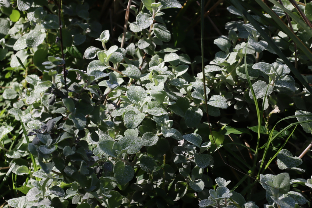 Helichrysum pandurifolium; photograph (c) Tony Rebelo, some rights reserved (CC BY-SA)
