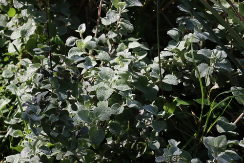 Fiddle Everlasting (Helichrysum pandurifolium)