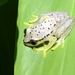 Andasibe Reed Frog - Photo (c) dennis-mada, some rights reserved (CC BY-NC)
