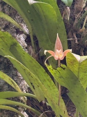 Bulbophyllum lobbii, photograph (c) 黃美滿, some rights reserved (CC BY)