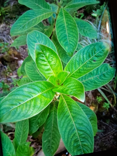 Coprosma kauensis observed 2025-06-11