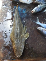 Platycephalidae