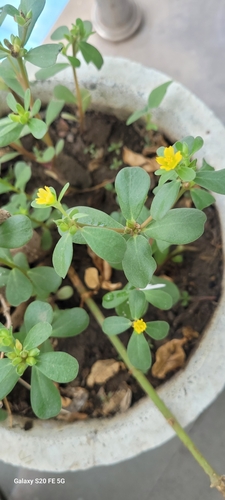 Common Purslane