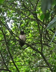 Asio madagascariensis