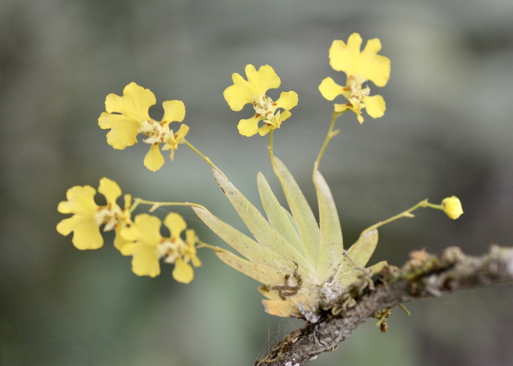 Erycina glossomystax