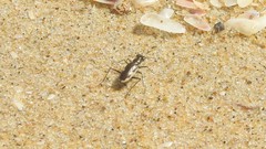 Hypaetha biramosa