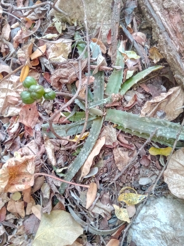 Lomatophyllum prostratum H.Perrier 2