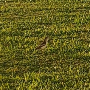 Polynesian Triller (Lalage maculosa), photo 5