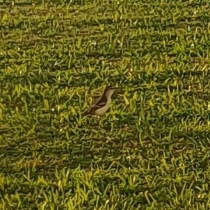Polynesian Triller (Lalage maculosa), photo 3