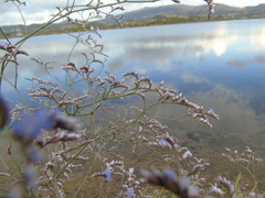 Limonium brevipetiolatum