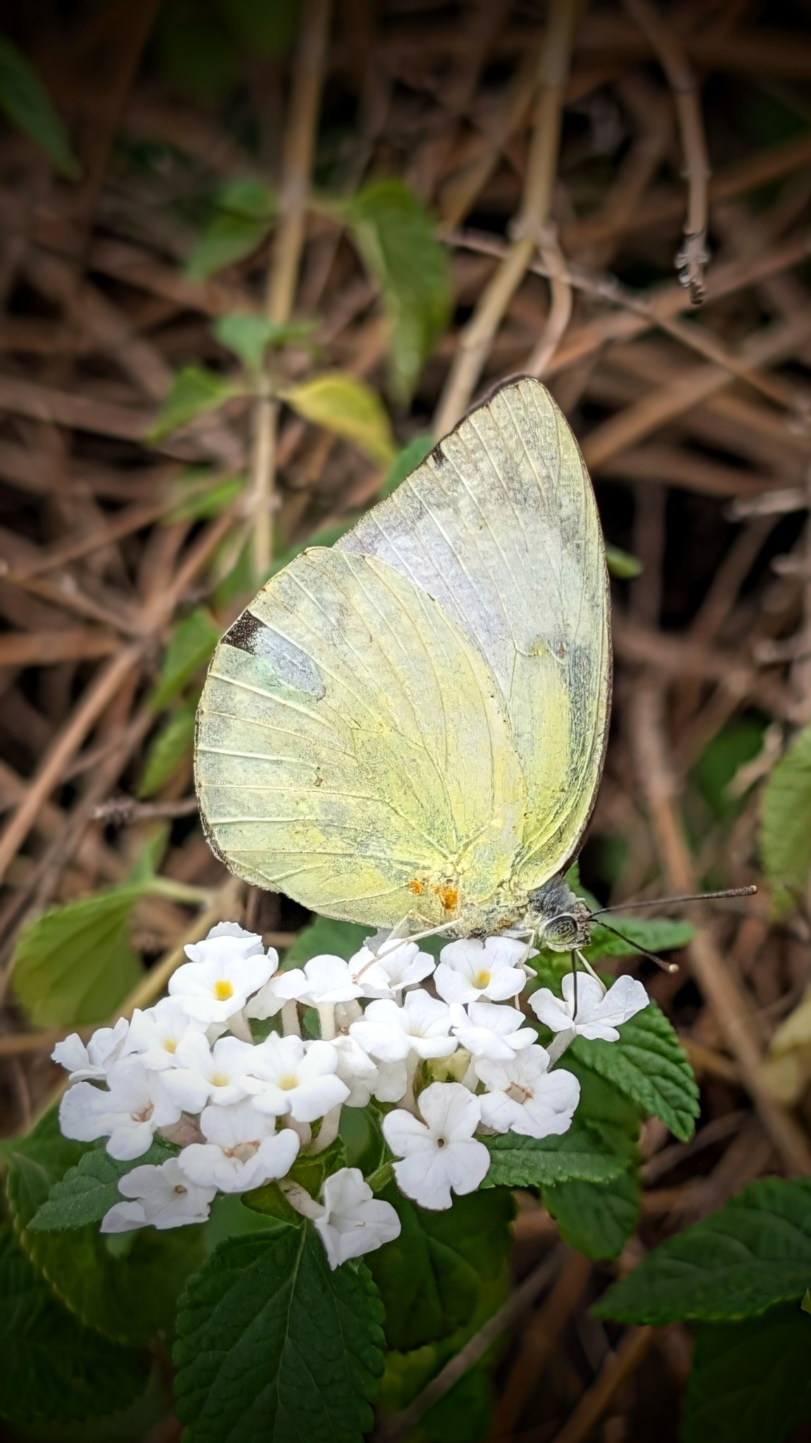 Lemon Emigrant