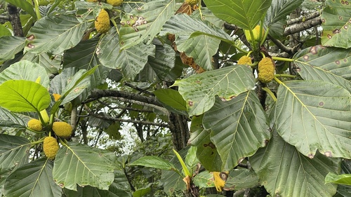 Artocarpus treculianus