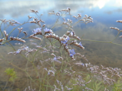 Limonium brevipetiolatum