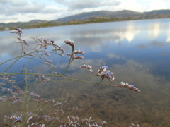 Limonium brevipetiolatum