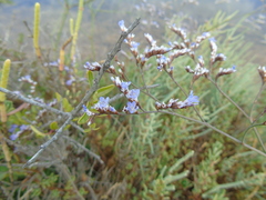 Limonium brevipetiolatum