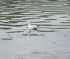 Chroicocephalus ridibundus