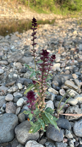 Dark Purple Loosestrife (Lysimachia atropurpurea)
