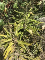 Kalanchoe daigremontiana