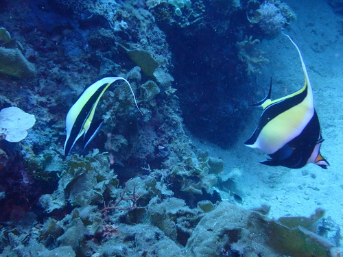 Moorish Idol