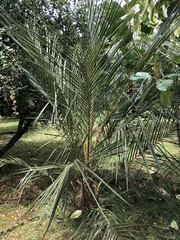 Parajubaea cocoides