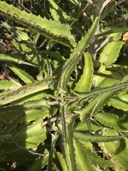 Kalanchoe daigremontiana