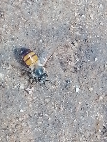 Western Honey Bee