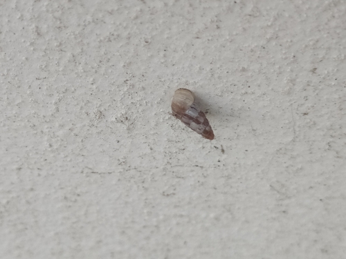 Cochlicella acuta