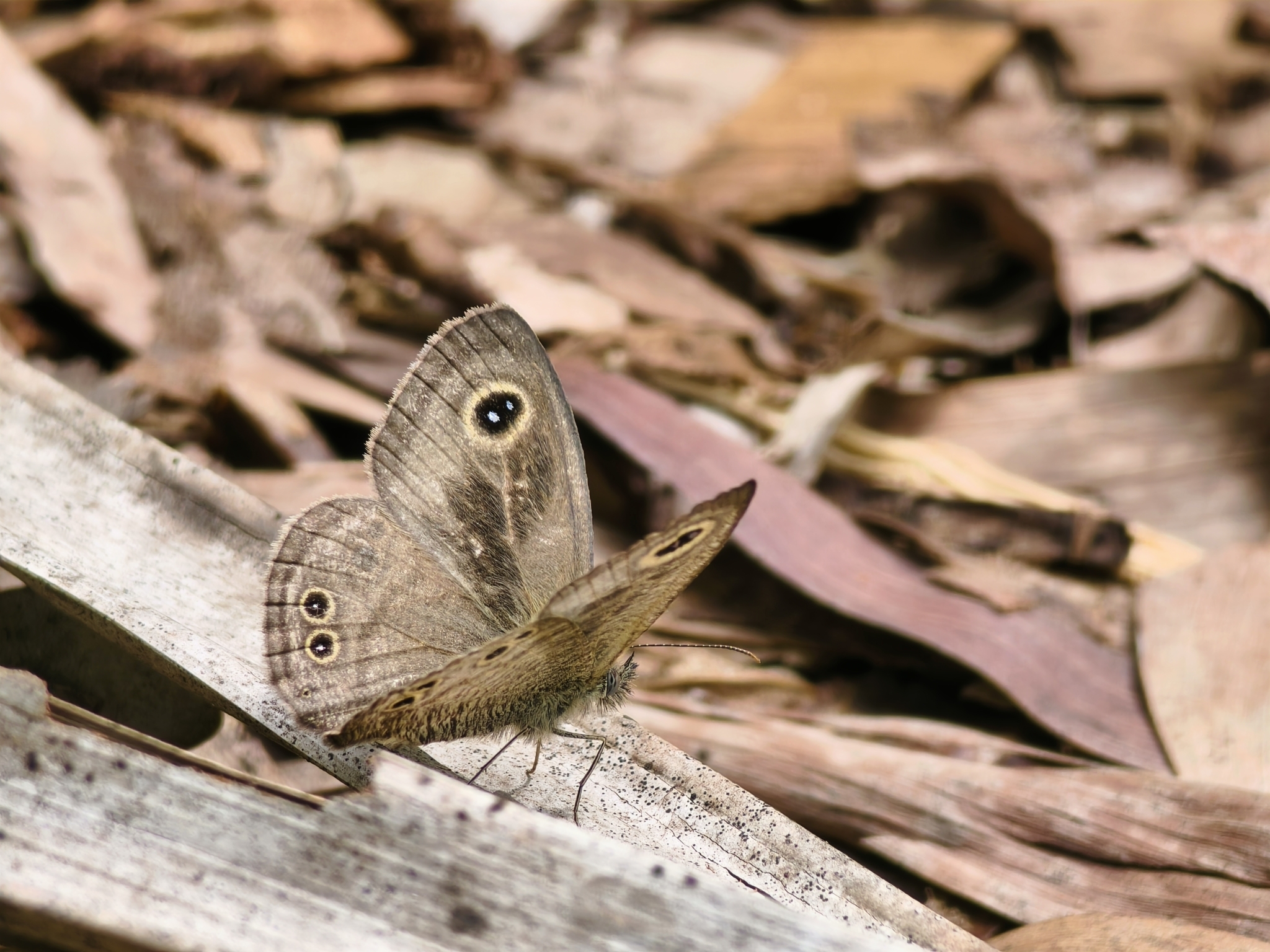 Common Five-Ring