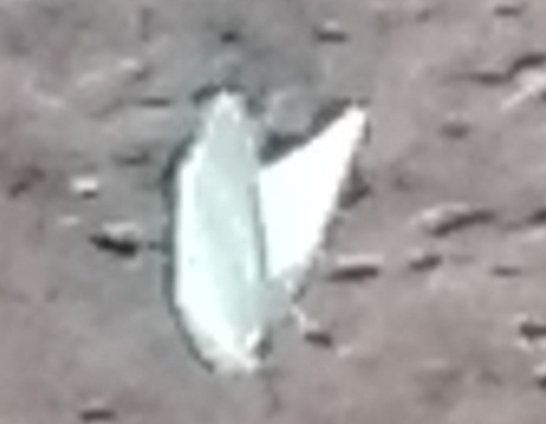 African Migrant