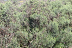 Elytropappus