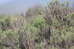 Elytropappus